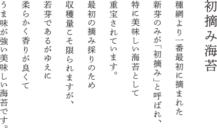 初摘み海苔　種網より一番最初に摘まれた新芽のみが「初摘み」と呼ばれ、特に美味しい海苔として重宝されています。最初の摘み採りのため収穫量こそ限られますが、若芽であるがゆえに柔らかく香りが良くてうま味が強い美味しい海苔です。